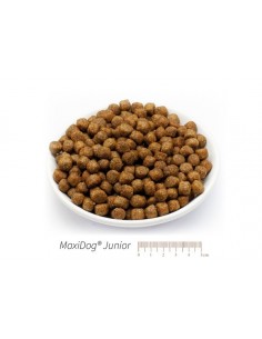 MaxiDog Junior